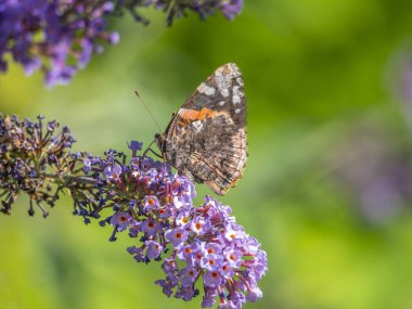 Yazın Kızıl Amiral Kelebeği