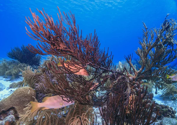 Caribbean coral garden — Stock Photo, Image