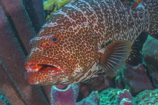 Karayip mercan Bahçesi — Stok fotoğraf
