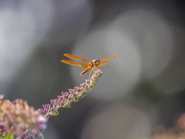 Libélula no jardim — Fotografia de Stock