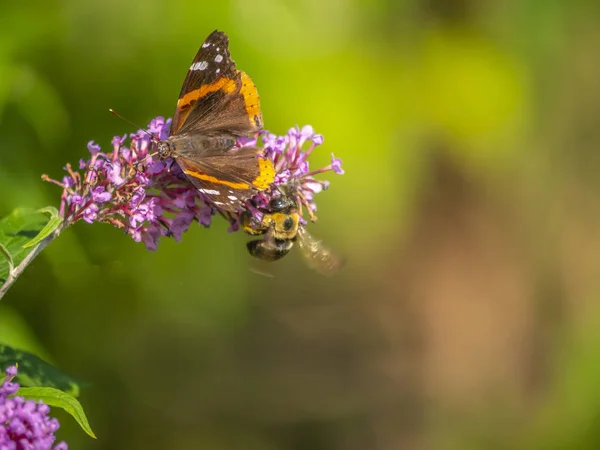 Rode admiraal botergriep in de zomer — Stockfoto