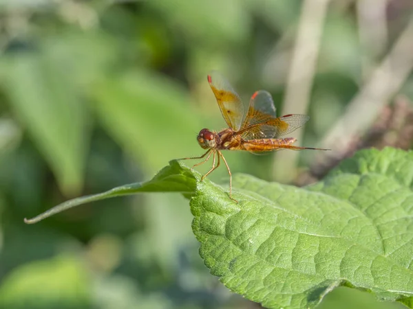 Dragonfly στον κήπο — Φωτογραφία Αρχείου