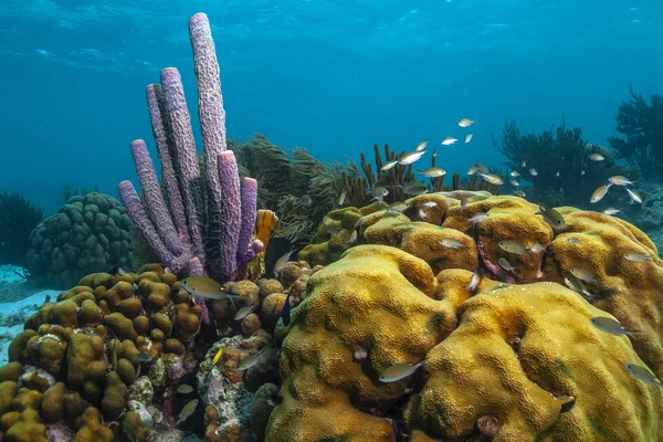 Giardino dei coralli caraibici — Foto Stock