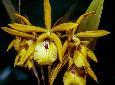 Stüdyo ayarında Dendrobium orkidesi