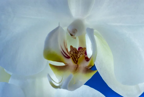 Orquídea Dendrobium em estúdio — Fotografia de Stock