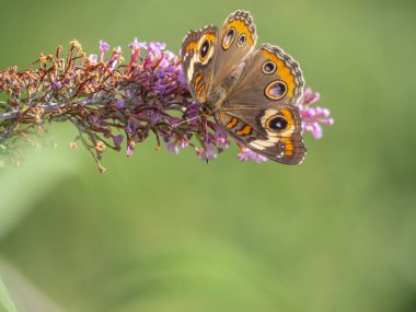 ortak buckeye kelebek