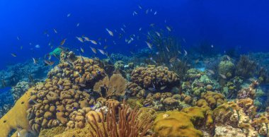 Karayip mercan Bahçesi