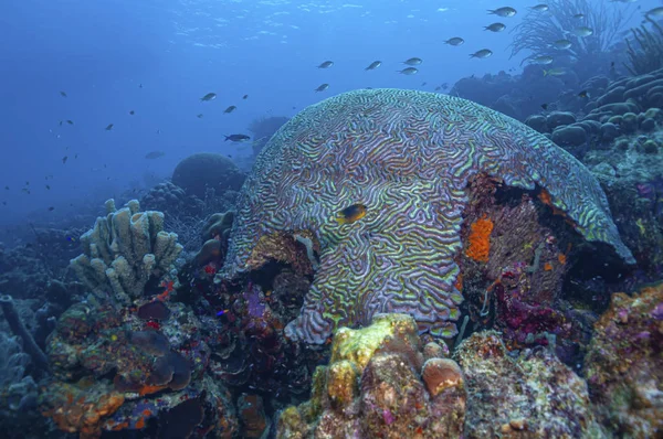 Caribbean coral garden — Stock Photo, Image