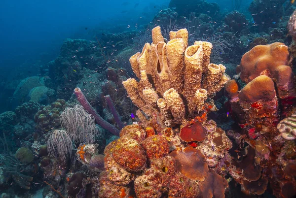 Кариби кораловий сад — стокове фото