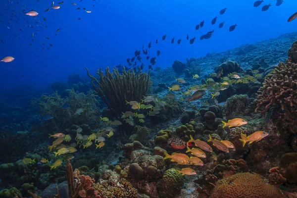 Jardim de coral caribenho — Fotografia de Stock