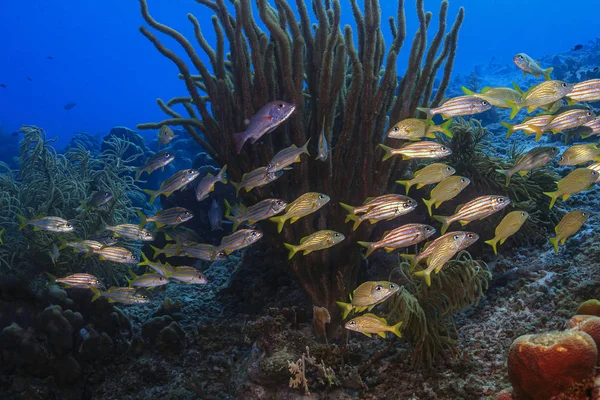 Кариби кораловий сад — стокове фото