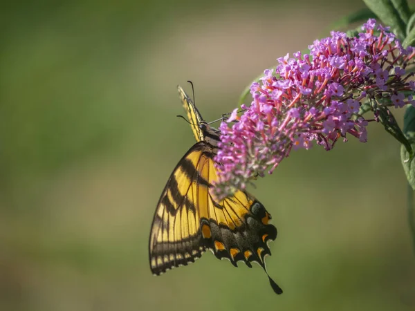 Papilio glaucus, doğu kaplanı kırlangıç kuyruğu., — Stok fotoğraf