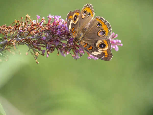 Wspólne buckeye motyl — Zdjęcie stockowe