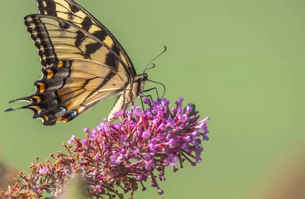 Papilio glaucus, ανατολική ουρά χελιού τίγρης, — Φωτογραφία Αρχείου