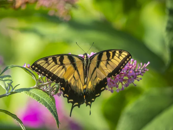 Papilio glaucus, rabo de andorinha tigre oriental , — Fotografia de Stock