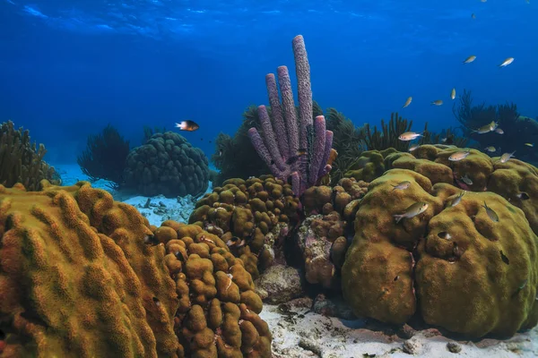 Karibi korall kert — Stock Fotó