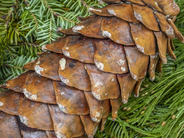 Coulter Çamı Pinus Coulteri Güney Kaliforniya Nın Kıyı Dağlarının Bir — Stok fotoğraf