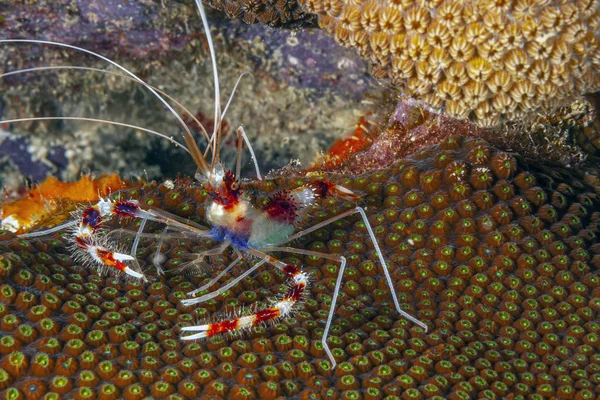 Camarones con bandas de coral —  Fotos de Stock