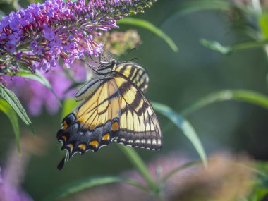Papilio glaucus, doğu kaplanı kırlangıç kuyruğu.,