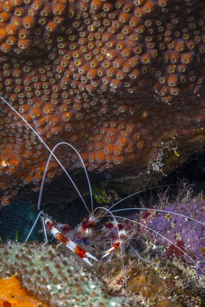 Карибский коралловый сад — стоковое фото