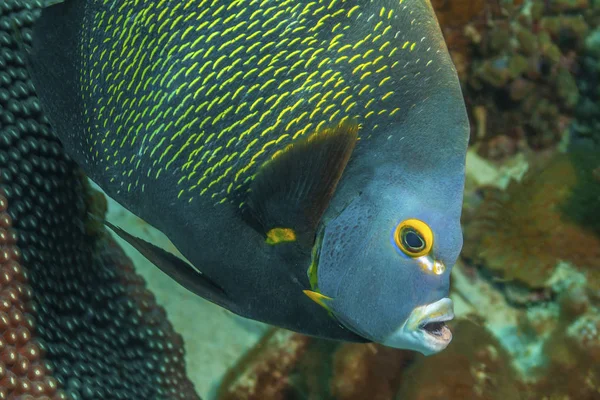 French Angelfish on coral reef — Stock Photo, Image