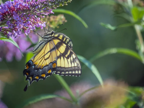 Papilio glaucus, eastern tiger swallowtail, — Stock Photo, Image