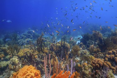 Karayip mercan Bahçesi