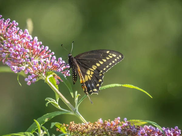 Czarny Swallowtail motyl w lecie — Zdjęcie stockowe