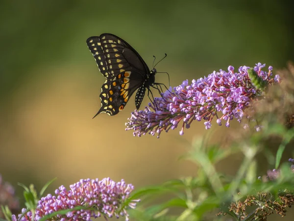 Mariposa de cola de golondrina negra en verano — Foto de Stock