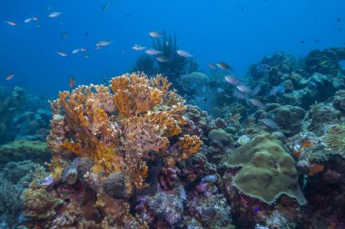 Bonaire adasının kıyısındaki Karayip mercan resifleri