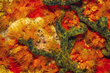 Karayip mercan resifleri gece turuncu kap mercanlarıyla