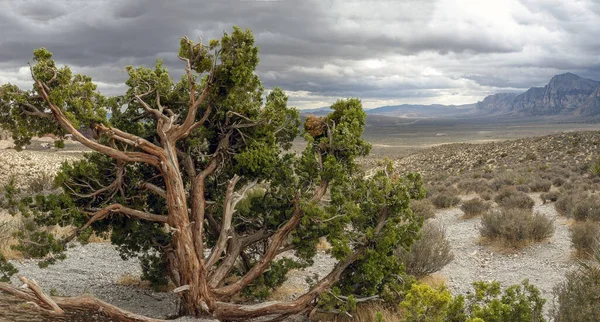 Red Rock Canyon National Conservation Area Clark County Nevada Verenigde — Stockfoto