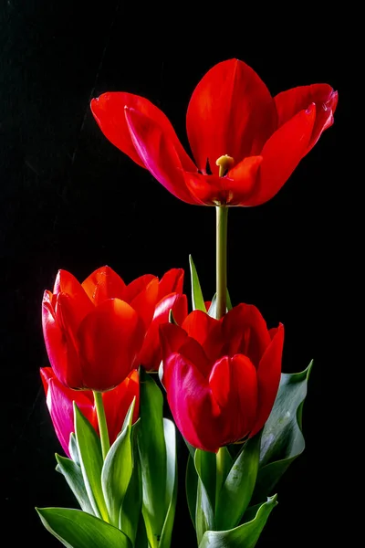 Tulipe Printemps Arrangement Sur Fond Noir — Photo