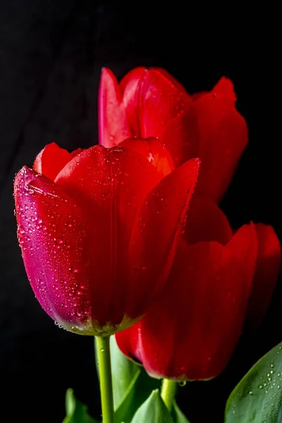 Tulipán Tavasszal Rendezett Fekete Háttér — Stock Fotó
