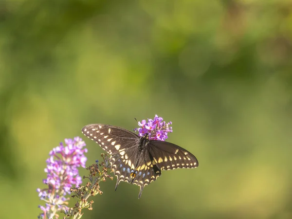 Monarchfalter Danaus Plexippus Ist Ein Schmetterling Aus Der Familie Der — Stockfoto