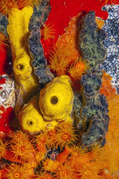 Карибський Кораловий Риф Вночі Апельсиновими Чашками — стокове фото