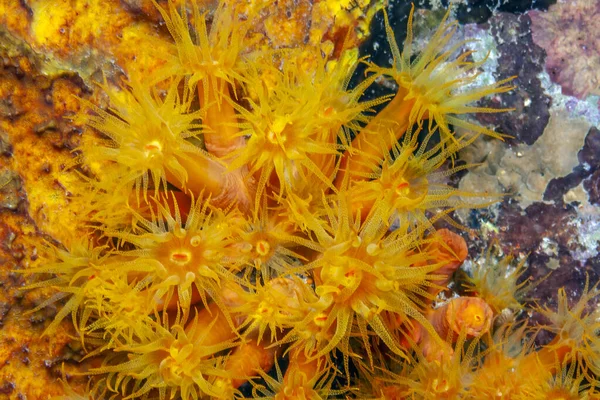 Karibi Korallzátony Éjszaka Narancssárga Csésze Korallok — Stock Fotó