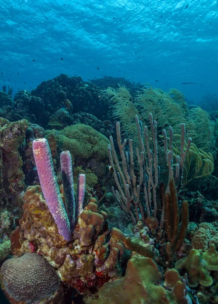 Récif Corallien Caribéen Large Des Côtes Île Bonaire — Photo