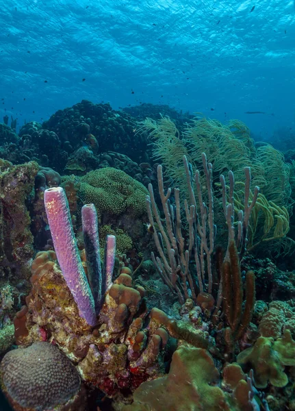 Barriera Corallina Dei Caraibi Largo Della Costa Dell Isola Bonaire — Foto Stock