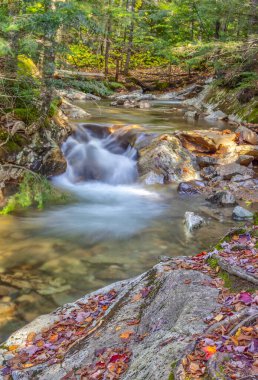 Sonbahar yaprakları ormanda şelaleler boyunca New Hampshire 'da