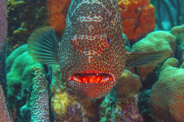 カリブ海のサンゴ礁 Tiger Grouper — ストック写真