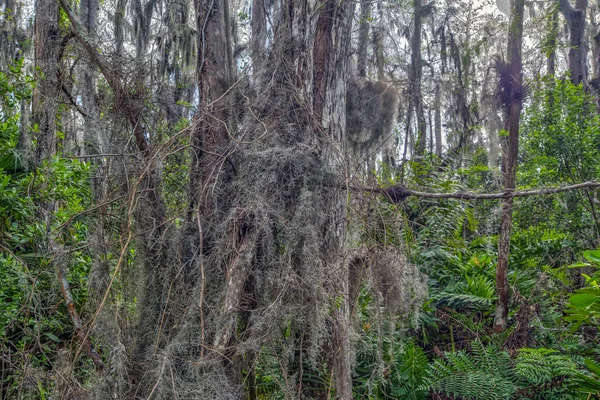 Everglades Εθνικό Πάρκο Είναι Ένα Αμερικανικό Εθνικό Πάρκο Που Προστατεύει — Φωτογραφία Αρχείου