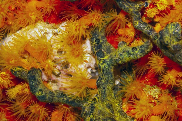 Caribbean Coral Reef Night Wirh Orangecup Coral Green Sponge — Stock Photo, Image