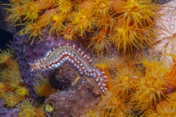 Vousatý Ohňostroj Hermodice Carunculata Druh Mořského Ještěra Čeledi Amphinomidae — Stock fotografie
