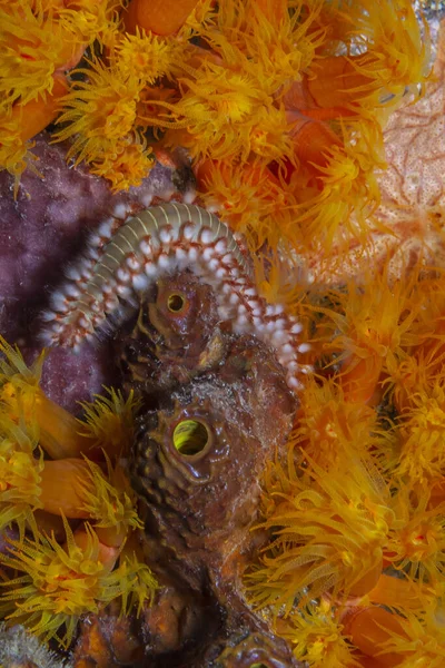 Vousatý Ohňostroj Hermodice Carunculata Druh Mořského Ještěra Čeledi Amphinomidae — Stock fotografie