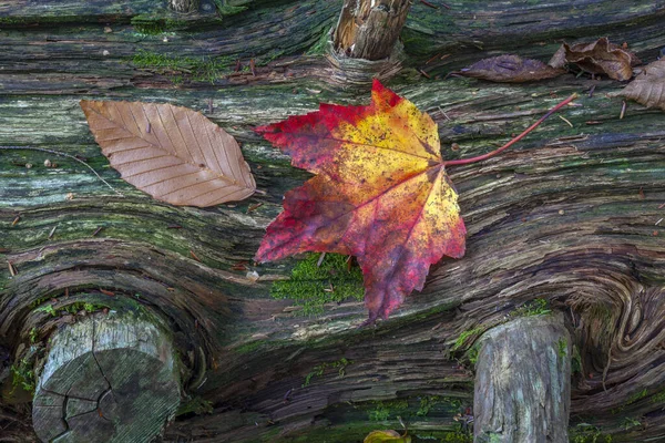 Feuillage Automnal Forêt — Photo