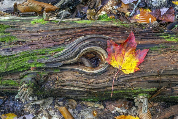 Najaarsbladeren Het Bos — Stockfoto