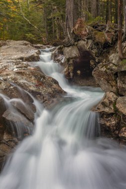 Ormanda sonbahar yaprakları. Havza düşüyor.