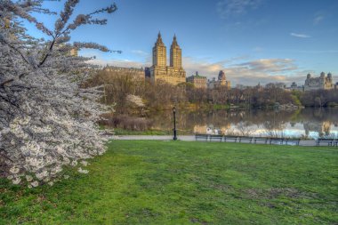 Central Park 'ta bahar, New York Bulutlu bir günde kiraz ağaçlarıyla