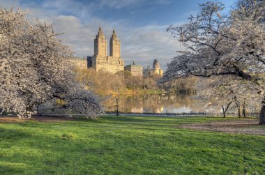 Central Park 'ta bahar, New York Bulutlu bir günde kiraz ağaçlarıyla